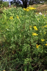 Tanacetum vulgare