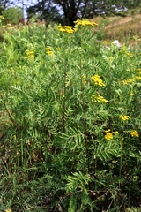Tanacetum vulgare