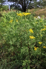 Tanacetum vulgare