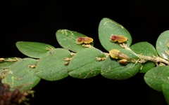 Andinia nummularia