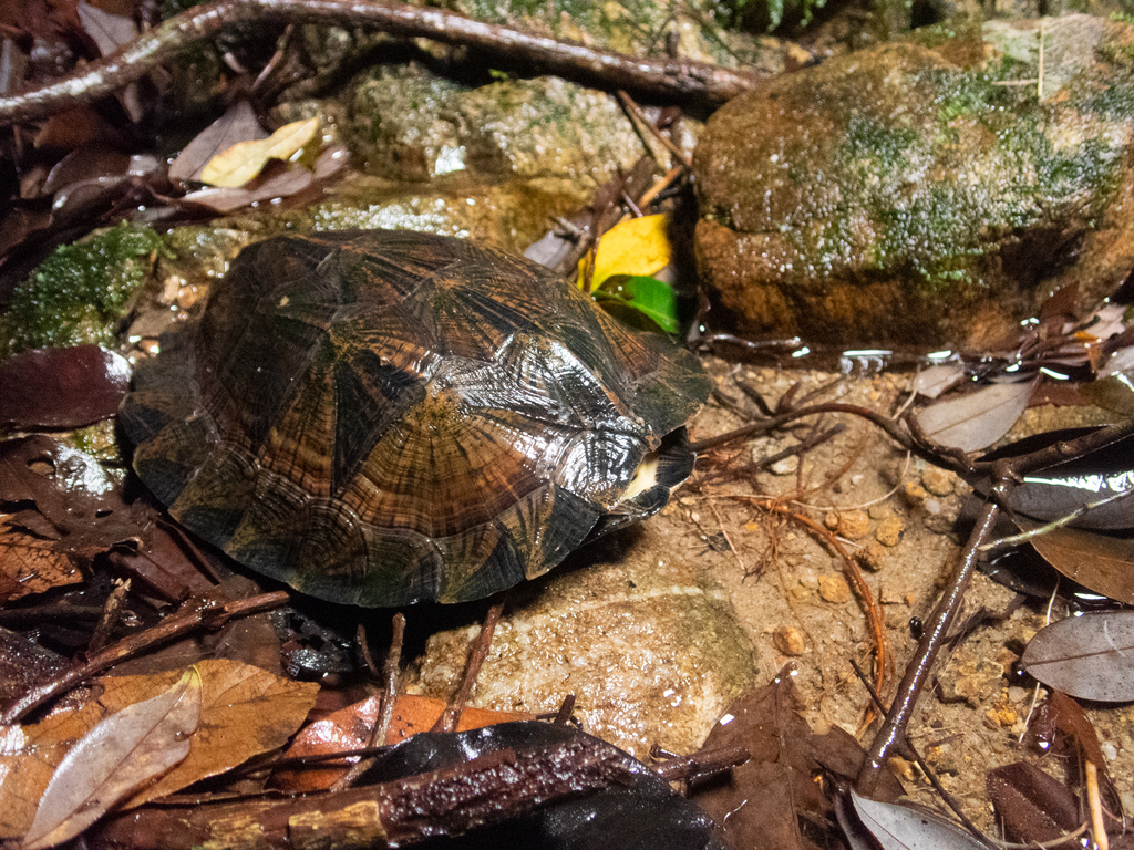 Vietnamese Leaf Turtle in September 2020 by Colin Chiu · iNaturalist