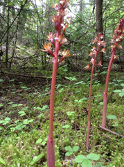 Corallorhiza maculata occidentalis
