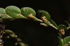 Andinia nummularia