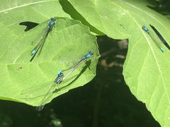 Zoniagrion exclamationis