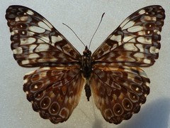 Hamadryas fornax