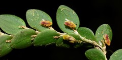 Andinia nummularia