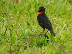 Leistes militaris