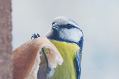 Cyanistes caeruleus