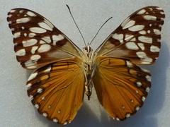 Hamadryas fornax
