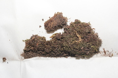 Mnium stellare