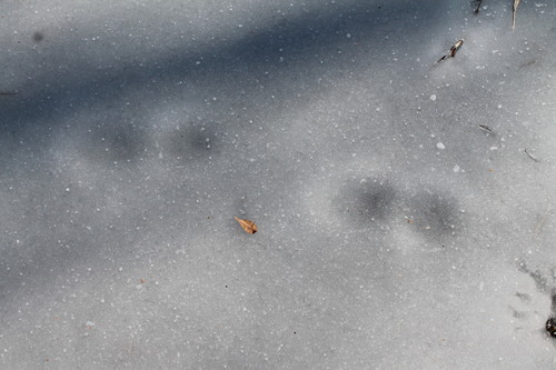 White-tailed Deer photographed in Connecticut