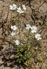 Nemesia bicornis