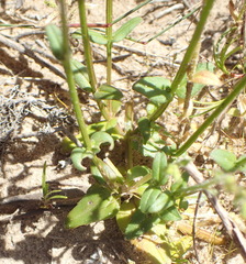 Nemesia bicornis