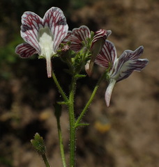 Nemesia bicornis