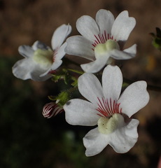 Nemesia bicornis