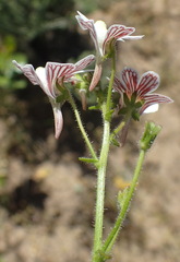 Nemesia bicornis