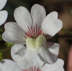 Nemesia bicornis