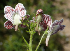 Nemesia bicornis