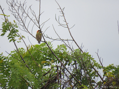 Colaptes melanochloros
