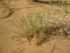 Asperula diminuta
