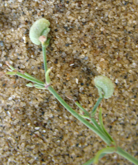 Asperula diminuta