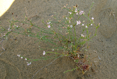 Asperula diminuta