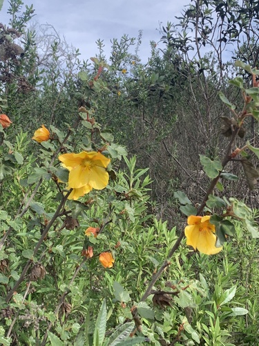 Fremontodendron californicum