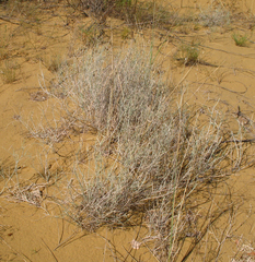 Astragalus karakugensis