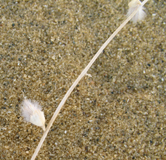 Astragalus karakugensis