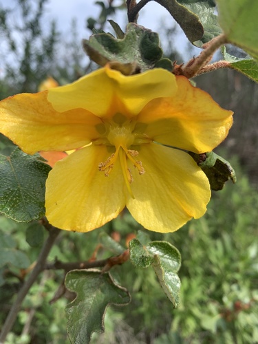 Fremontodendron californicum
