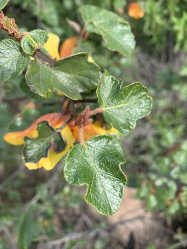 Fremontodendron californicum