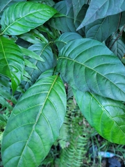 Palicourea croceoides