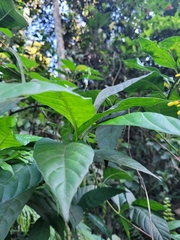 Palicourea croceoides