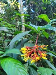 Palicourea croceoides