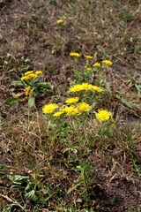 Pentanema britannica