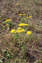 Pentanema britannica