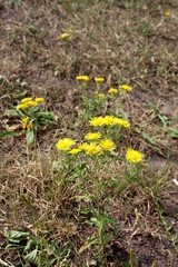 Pentanema britannica