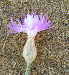 Centaurea caspia