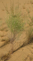 Eremosparton aphyllum
