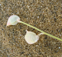 Eremosparton aphyllum