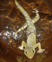 Hemidactylus prashadi