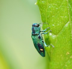 Nascioides carissima