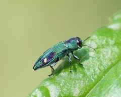 Nascioides carissima