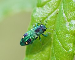 Nascioides carissima