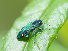 Nascioides carissima