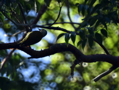 Colaptes auricularis