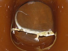 Hemidactylus prashadi