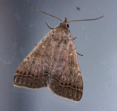 Bleptina flaviguttalis