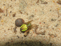 Araneus venatrix