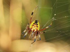 Araneus venatrix